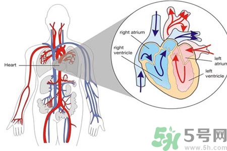 如何預(yù)防心臟??？心臟病的禁忌癥有哪些？
