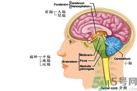 帕金森要注意哪些措施？帕金森的飲食需注意什么？
