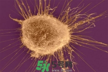 不宜過多食用辣椒的人群有哪些？夏天吃辣椒的好處有哪些？