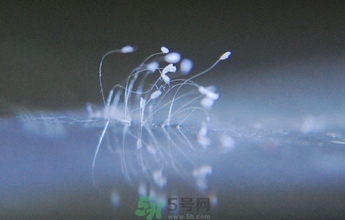 優(yōu)曇花是什么花？優(yōu)曇花現(xiàn)實中有嗎？