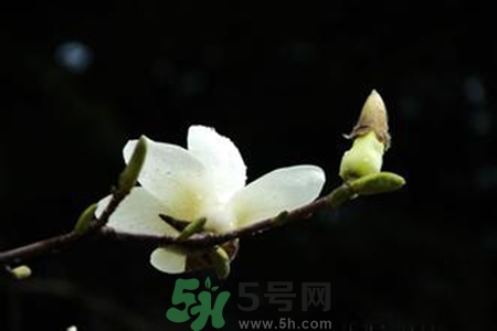 優(yōu)曇花是什么花？優(yōu)曇花現(xiàn)實中有嗎？