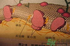 膽固醇對(duì)人體有傷害嗎？膽固醇是什么？