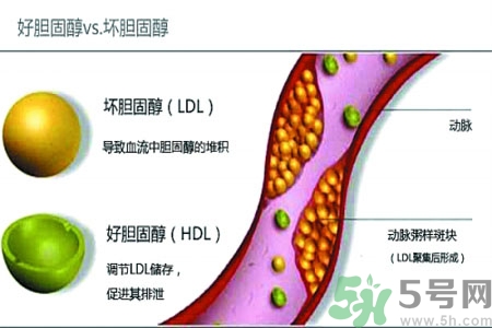 人體中的膽固醇分好壞嗎？如何區(qū)分膽固醇的好壞？