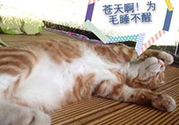 秋乏是什么原因？秋乏怎么辦？