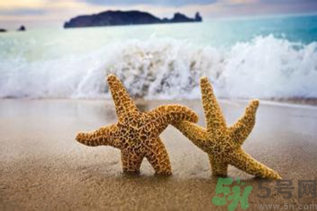 海星可以離開水嗎？海星離開水還可以活多久？