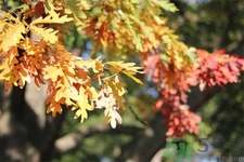如何應(yīng)對(duì)秋老虎？秋老虎如何養(yǎng)生？