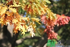 秋天換季病有哪些？秋天該如何保健養(yǎng)生呢？