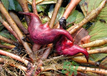 菱角是什么？菱角是什么季節(jié)成熟的？