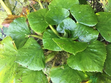 菱角和豬肉能一起吃嗎？菱角和什么不能一起吃？