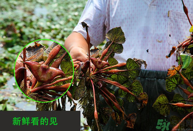 菱角是發(fā)物嗎？菱角是寒性的嗎？