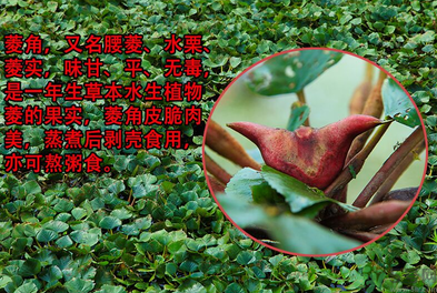 菱角是發(fā)物嗎？菱角是寒性的嗎？