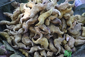 菱角是什么？菱角是什么季節(jié)成熟的？