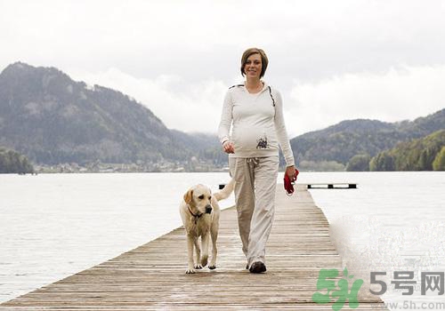 孕婦可以和狗狗在一起嗎？孕婦和狗狗接觸好不好？