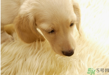 孕婦可以和狗狗在一起嗎？孕婦和狗狗接觸好不好？