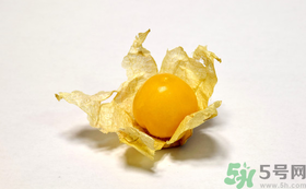 姑娘果的營養(yǎng)價值有哪些？姑娘果的功效與作用