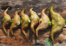 菱角懷孕可以吃嗎？孕婦能吃菱角嗎？