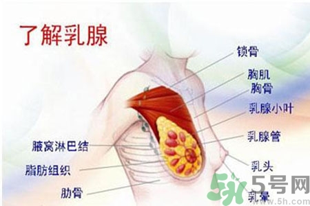 女性胸部按摩的好處有哪些？女性胸部按摩方法是什么？