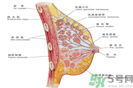 ?女性乳房下垂的原因是什么？女性乳房下垂的分類有哪些？
