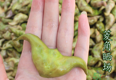菱角懷孕可以吃嗎？孕婦能吃菱角嗎？