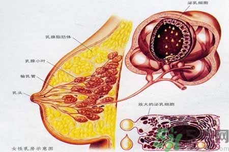 乳腺增生可以懷孕嗎？如何預(yù)防乳腺增生？