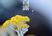 白露茶是什么茶？白露為什么要喝白露茶？