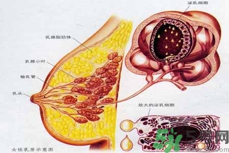 乳房上有硬塊怎么辦？乳房有硬塊的病因是什么？