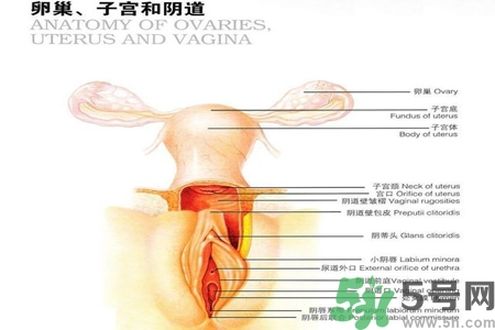 陰道出血和什么有關？陰道出血的應急措施有哪些？