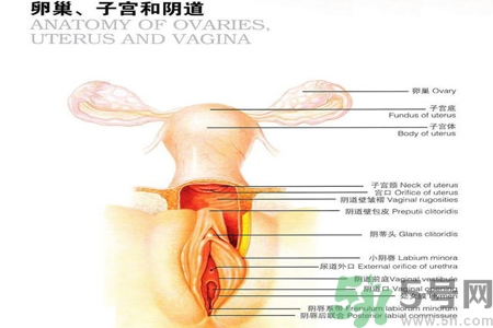 陰道松弛有什么危害？?陰道松弛恢復(fù)的方法有哪些？