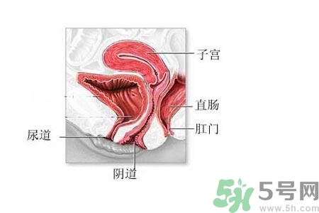 陰道松弛有什么危害？?陰道松弛恢復(fù)的方法有哪些？
