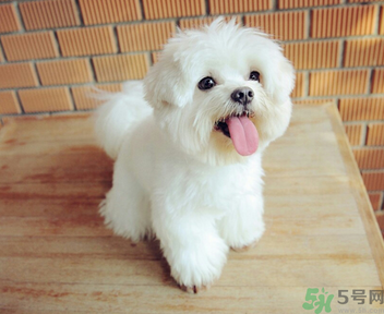 狗狗可以吃月餅嗎？狗狗吃月餅的危害