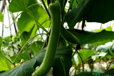 瓠子是涼性的嗎？如何辨別涼性食物與寒性食物？