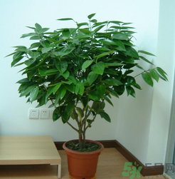 客廳放什么植物好？客廳植物選什么好？