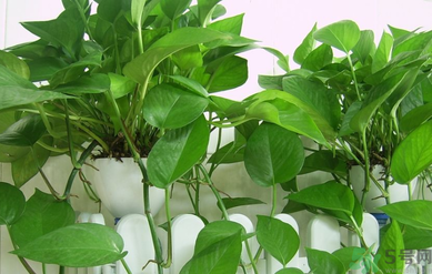臥室放什么植物好？臥室植物放什么好？