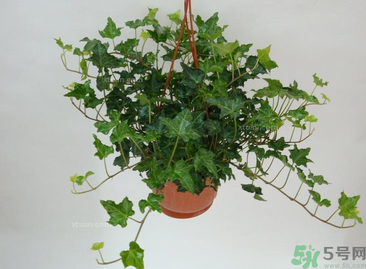 臥室放什么植物好？臥室植物放什么好？