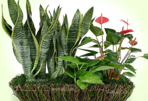 什么植物吸收甲醛最好？吸收甲醛的室內(nèi)植物