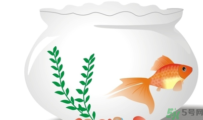 家里養(yǎng)魚好嗎？家里養(yǎng)魚有什么講究？