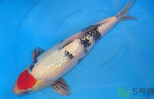 家里養(yǎng)什么魚好？家里養(yǎng)魚幾條最好？