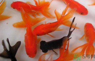 家里養(yǎng)什么魚好？家里養(yǎng)魚幾條最好？