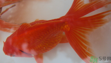 家里養(yǎng)什么魚好？家里養(yǎng)魚幾條最好？