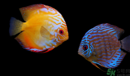 家里養(yǎng)什么魚好？家里養(yǎng)魚幾條最好？