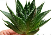 什么植物吸收甲醛最好？吸收甲醛的室內(nèi)植物