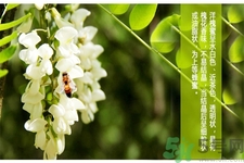 洋槐蜜是什么？洋槐蜜的作用與功效有哪些？