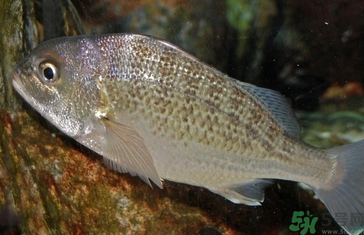 魚眼睛可以吃嗎？吃魚眼睛有什么好處？