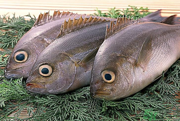 魚眼睛可以吃嗎？吃魚眼睛有什么好處？