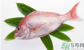 吃魚眼睛對眼睛有好處嗎？吃什么魚對眼睛好？