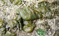地皮菜是發(fā)物嗎？地皮菜的功效與禁忌