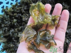地皮菜是發(fā)物嗎？地皮菜的功效與禁忌