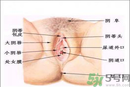 引起外陰瘙癢的疾病有哪些？治療外陰瘙癢的偏方有哪些？