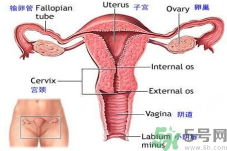 外陰瘙癢如何治療？外陰瘙癢可以用什么藥？？