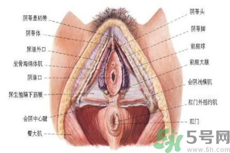 外陰瘙癢如何治療？外陰瘙癢可以用什么藥？？